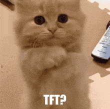 Tft Cat GIF