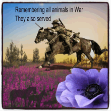 Remembering All Animals Of War GIF - Remembering All Animals Of War GIFs
