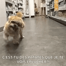 Funny Animals Dog GIF - Funny Animals Dog Stick Tongue Out GIFs