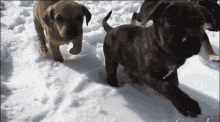 Puppy Puppies In Snow GIF - Puppy Puppies In Snow Pups GIFs