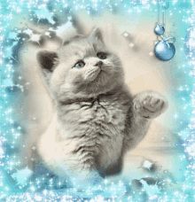 Merry Christmas Cat GIF - Merry Christmas Cat GIFs