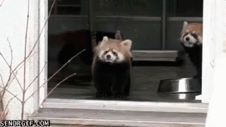 alien Descent samarbejde Scared Panda GIF - Scared Red Panda - Discover & Share GIFs