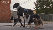 Pack Of Dogs Bug GIF - Pack Of Dogs Bug Hunter GIFs