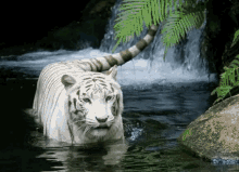 tiger wild animals nature water
