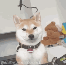 a shiba inu dog wearing a collar and a tag is standing in front of a teddy bear .