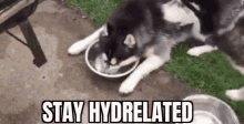 Hydrelated Water GIF - Hydrelated Water Dog GIFs