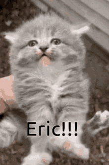 Eric Shout GIF - Eric Shout GIFs