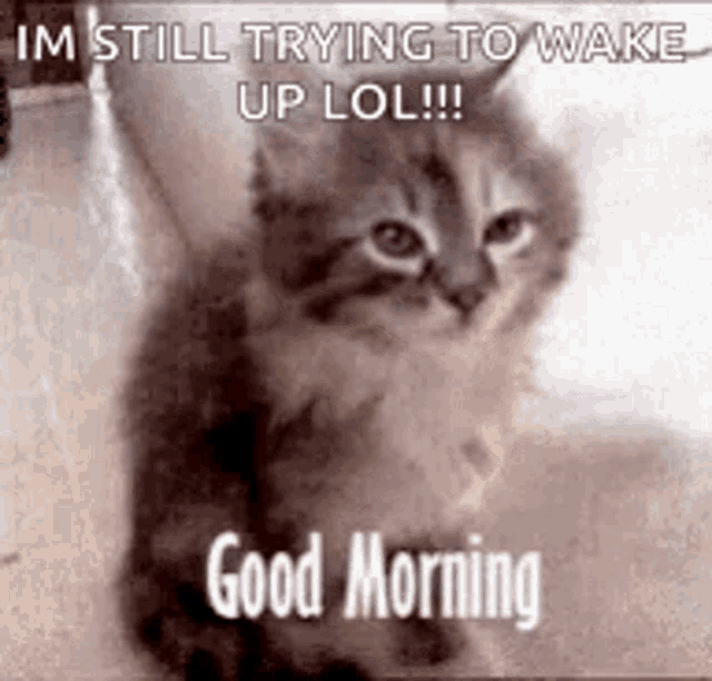 Good Morning Funny Animals GIF - GoodMorning FunnyAnimals InsomniaCat -  Discover & Share GIFs