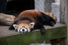 Lazy Red Panda GIF - Lazy Red Panda GIFs