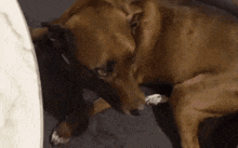 a close up of a brown dog scratching its paw on a table