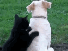 Cat Dog Backrub 2 GIF - Dog Cat Massage GIFs
