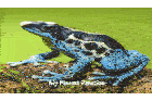 a blue and black frog sitting on a rock with the words " my honest reaction " below it