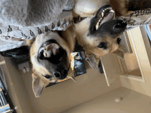 Happy Gsds GIF - Happy Gsds GIFs