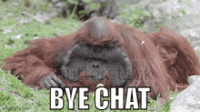 Gort Orangutan GIF - Gort Orangutan Bye Chat GIFs