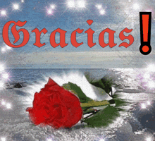 a red rose sits in the snow with the words gracias written above it