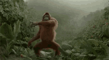 orangutan happy weekend woo dancing celebrate