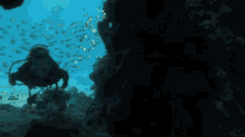 Red Sea Diving GIF - Red Sea Diving GIFs