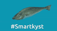 Smartkyst Torsk GIF - Smartkyst Torsk Cod GIFs