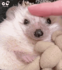 Hedgehog Cute GIF - Hedgehog Cute Animals GIFs