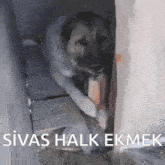 Sivas Halk GIF - Sivas Halk Ekmek GIFs