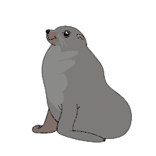 seal antarctic fur seal kerguelen fur seal