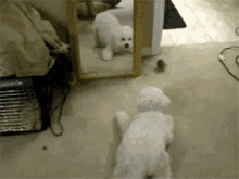 狗狗 狗 宠物 搞笑 照镜子 GIF - Pet Dog Funny GIFs