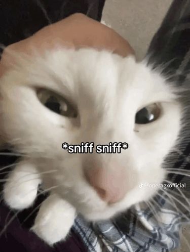 Sniff Sniff Cat GIF - Sniff sniff Cat Cat pic - Discover & Share GIFs