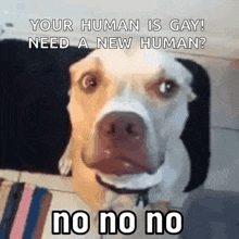 a dog with a caption that says your human is gay need a new human