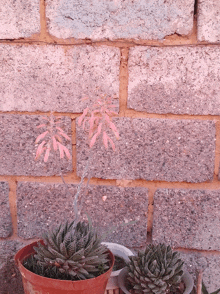 a potted plant with pink flowers is sitting in front of a brick wall