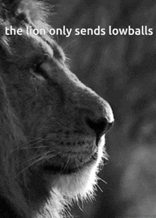 a black and white photo of a lion with the words " the lion only sends lowball " below it