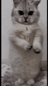 Geol Kucing Lucu GIF - Geol Kucing Lucu Kucing GIFs