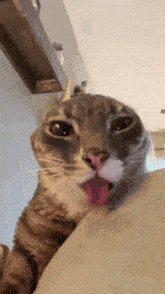 a close up of a cat 's face with its tongue out