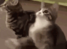 Cat Shaking GIFs