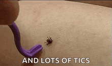 Ticks Animal GIF