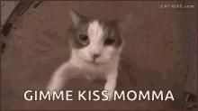 Cat Kiss GIF - Cat Kiss Hug GIFs