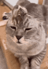 a close up of a cat 's face with a mouse on it 's head
