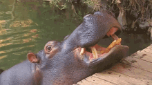 hippo cute feedingtime food yum