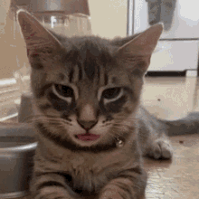 kitty kitten tongue mlem