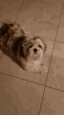 Dog Excited GIF - Dog Excited Tail GIFs