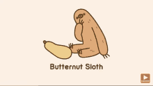 Butternut Sloth GIF