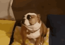 a brown and white dog is sitting on a couch looking at the camera .