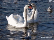 Swan Cute GIF - Swan Cute Love GIFs