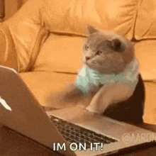 cat typing work intense