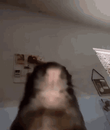 Very Fast Rat Rat GIF - Very Fast Rat Rat Webcam GIFs