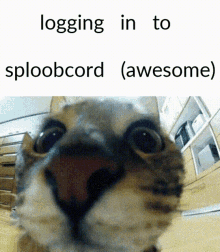 Sploob Sploobcord GIF - Sploob Sploobcord Meafloaf GIFs