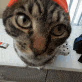 Milliecat Strawberry Cat GIF - Milliecat Strawberry Cat Strawberry Hat Cat GIFs