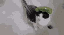 Wimble Wimble Cat GIF - Wimble Wimble Cat Cat GIFs