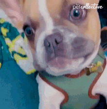 Barking The Pet Collective GIF - Barking The Pet Collective Puppy Dog Eyes GIFs
