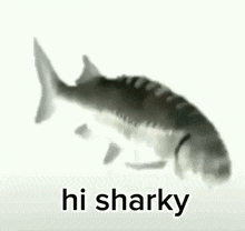 Sharky Pentagon GIF - Sharky Pentagon Hi GIFs