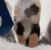a calico cat standing in front of a blue box that says ' noodles ' on it